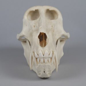 baboon_skull