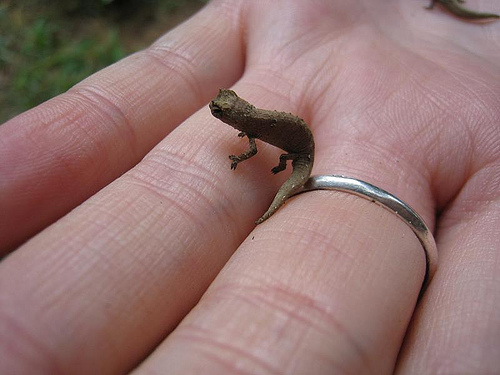 Smallest-Chameleon