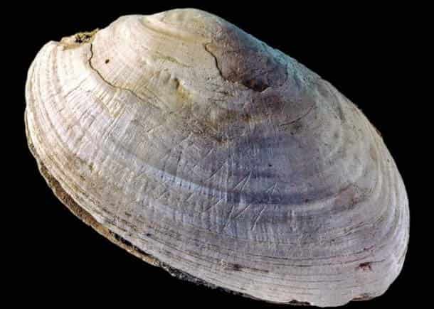 engraved-shell-min